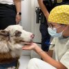 Cães da Guarda Municipal de Santos visitam a Santa Casa